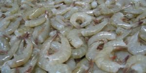 Frozen Headless Shrimps