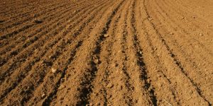 Agricultural Soil