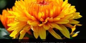 Fresh Chrysanthemum Flowers