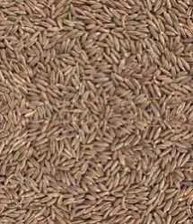 Cumin Seeds