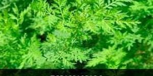 Fresh Davanam Leaves