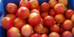 Fresh Pomegranate