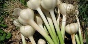 Garlic