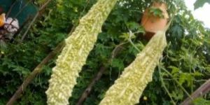 Light Green Bitter Gourd