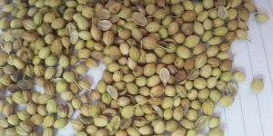 Coriander Seed ( Eagle & Parrot)