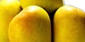 Alphonso Mangoes