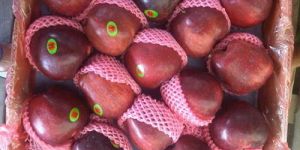 Red Delicious Apple