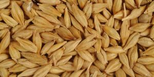 Barley Seeds