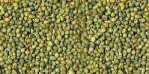 Green Millet Seeds
