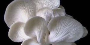 White Oyster Mushroom