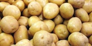 Fresh Potato