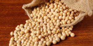 Organic Soybean Seeds