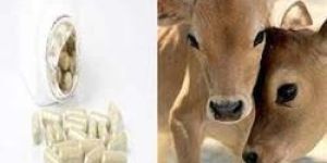 Cow Colostrum Capsules