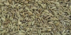 Fennel Seeds