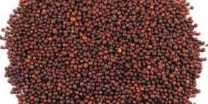 Mustard Seeds
