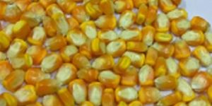 Yellow Maize