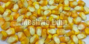 Yellow Maize Seeds