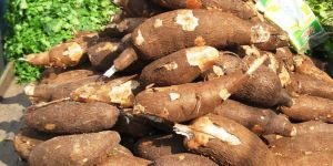 Fresh Cassava Root