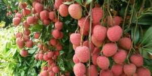 Fresh Litchi