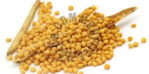 Mustard Seeds