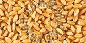 Wheat Seeds