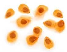 Tomato Seeds