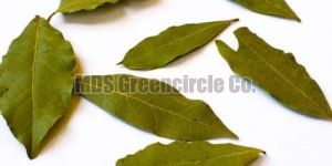 Bay Leaf