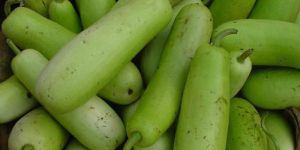 Fresh Bottle Gourd