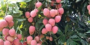 Fresh Litchi