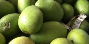 Green Mango