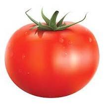 Fresh Tomato