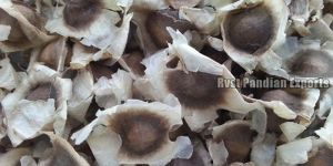 Moringa Seeds