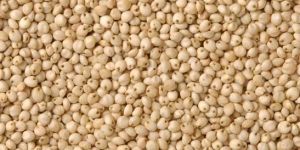 Sorghum Seeds