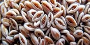 Psyllium Seeds