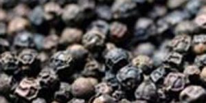 Black Pepper