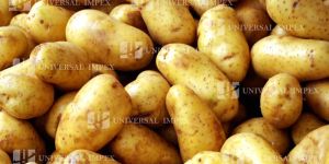 Fresh Potatoes