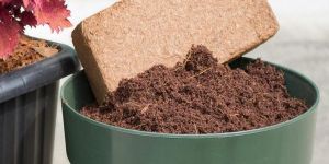 Coco Peat