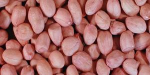 Groundnut Kernels