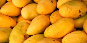 MANGO (SAPPOTA)