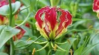 Ayurvedic Medicine Plants