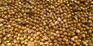 Coriander Seeds