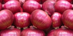 Fresh Red Onion