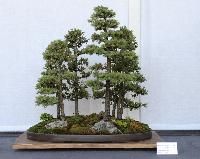 Bonsai Plants
