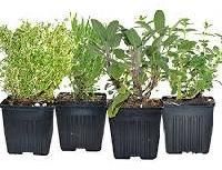 Live Home Grown Herbal Plants