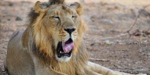 Gujarat Tour Packages