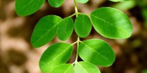 Moringa Oleifera Leaves