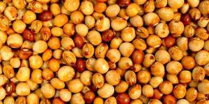 Whole Pigeon Peas