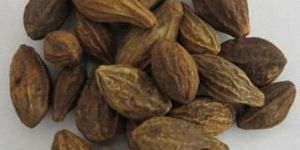 Harad Seeds