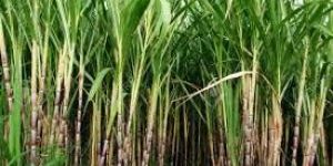 Fresh Sugar Cane