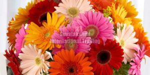 Fresh Gerbera Flower